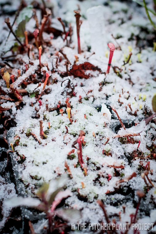 Sarracenia's First Snow - Dec 2016
