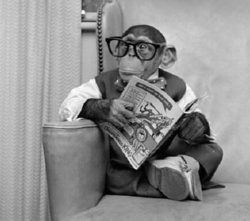 Monkey wearing glasses reading a book