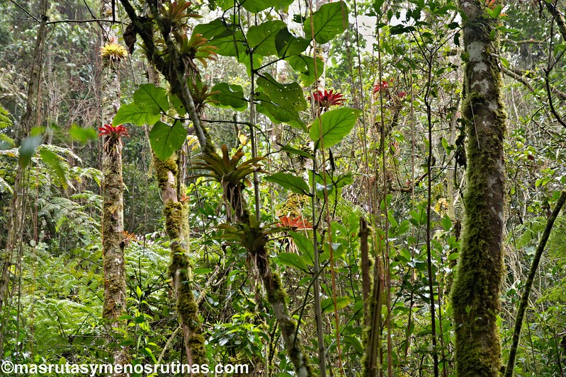 Yumbilla. Cataratas en el bosque primario de Cuispes - Por el norte de PERÚ. De los glaciares a la selva (3)