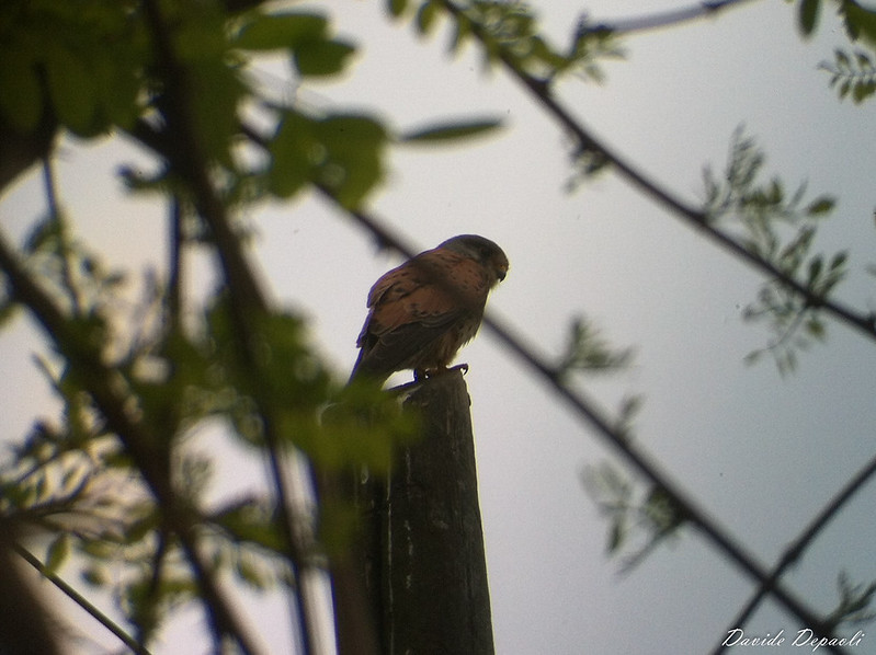 Falco tinnunculus (Gheppio)