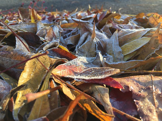 Frosty leaves