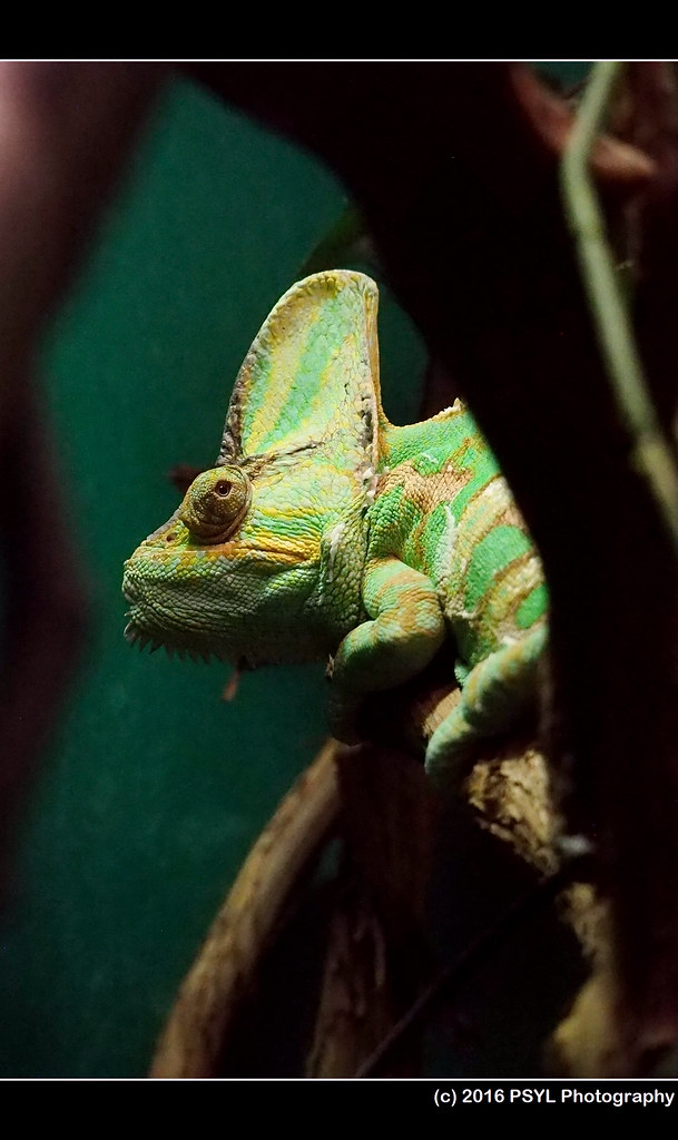 Veiled chameleon (Chamaeleo calyptratus)
