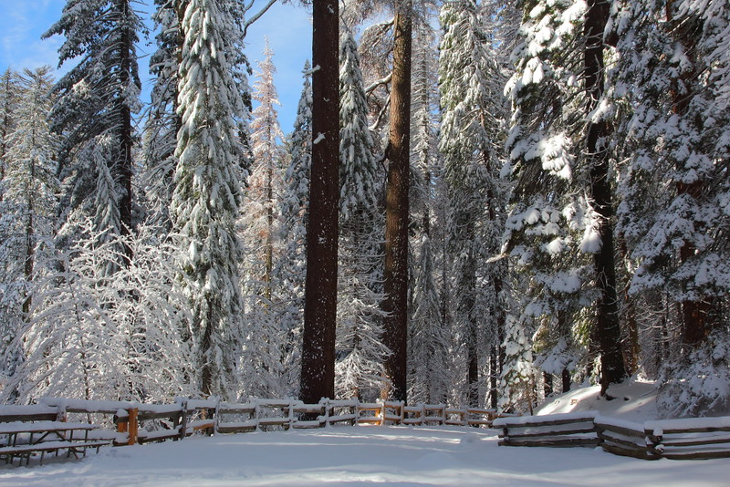 IMG_7335 Tuolumne Grove of Giant Sequoias