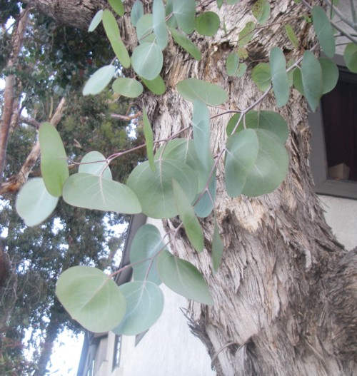 Eucalyptus polyanthemos 31839066782_52a70f6dd5_o