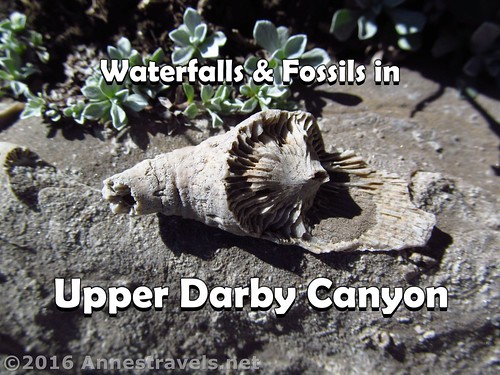 Waterfalls and Fossils in Upper Darby Canyon, Jedediah Smith Wilderness, Wyoming