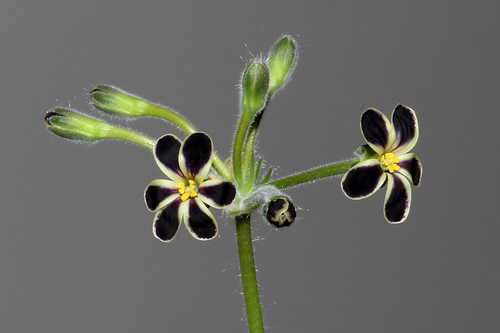 Pelargonium lobatum. The first black flowers are opening.
