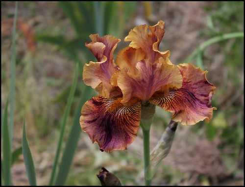 Iris Crimson Tiger (3)