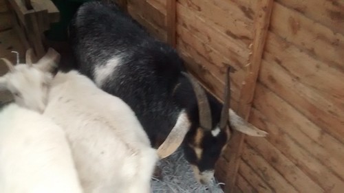 goat ill Jan 17 (5)