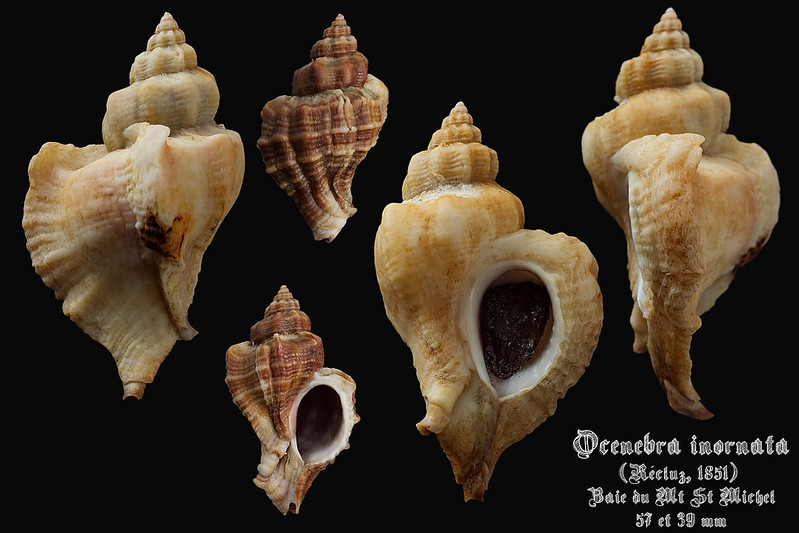 Muricidae Ocenebrinae Ocinebrellus inornatus (Récluz, 1851) - Page 2 31772460390_90ae1eae75_c