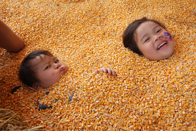 Mio and Mirei both buried in the corn pit!