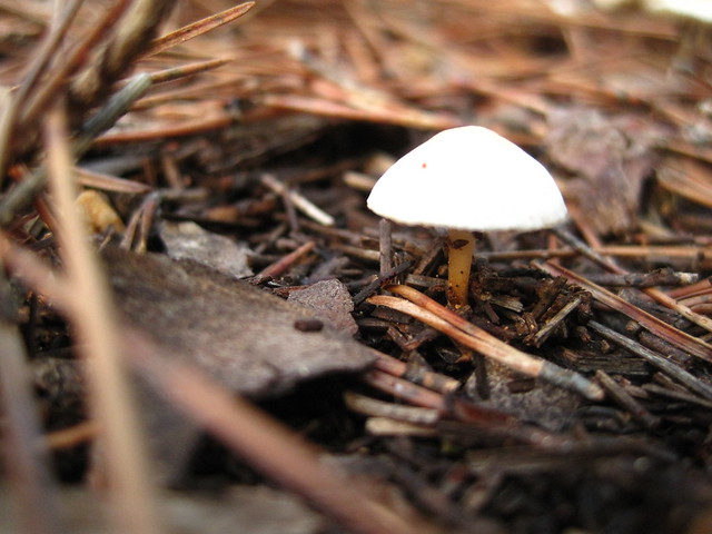 Lonley Fungi