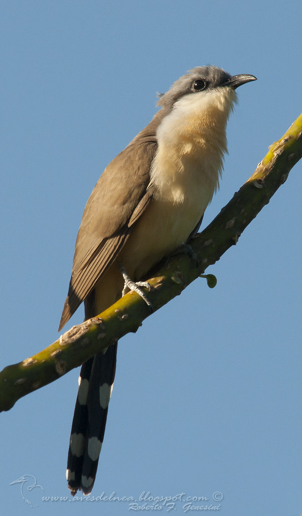Cuclillo canela (Dark-billed Cuckoo) Coccyzus melacoryphus