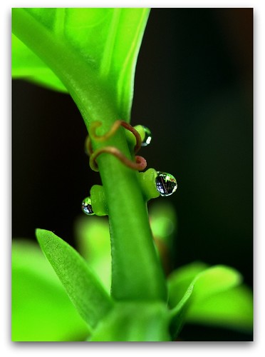 Nectaires - Passiflora