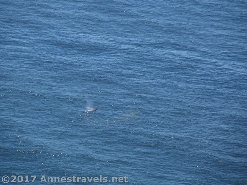 A whale spouts out at sea near Cape Perpetua, Oregon