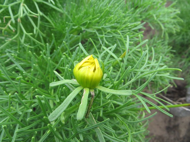 giant coreopsis ready to bloom