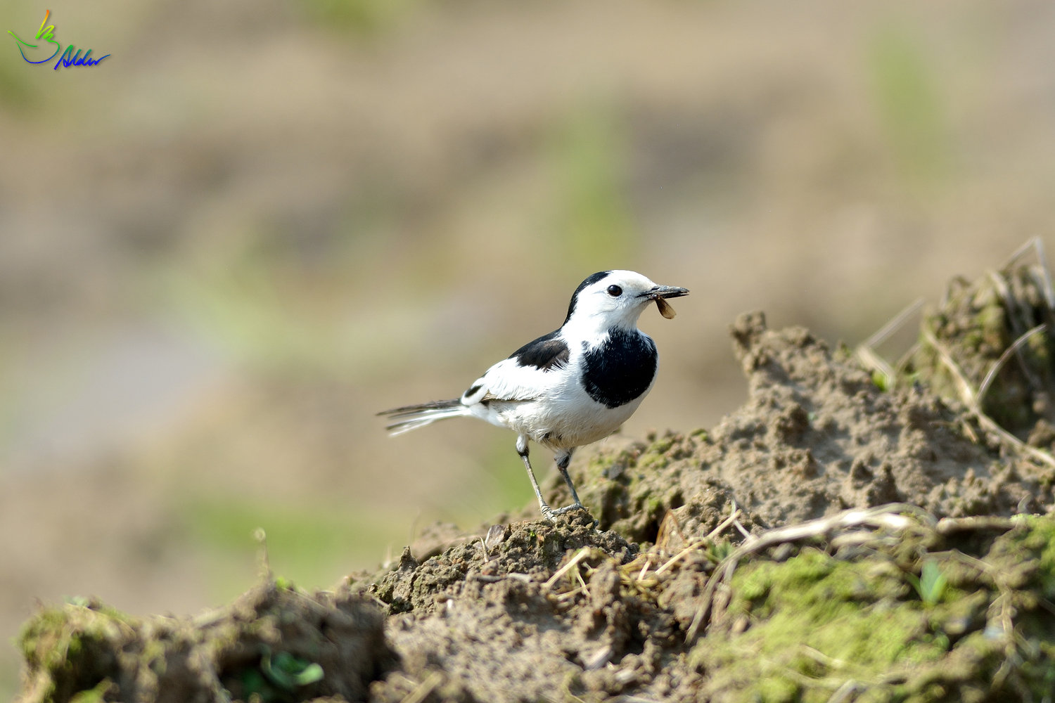 White_Wagtail_0151