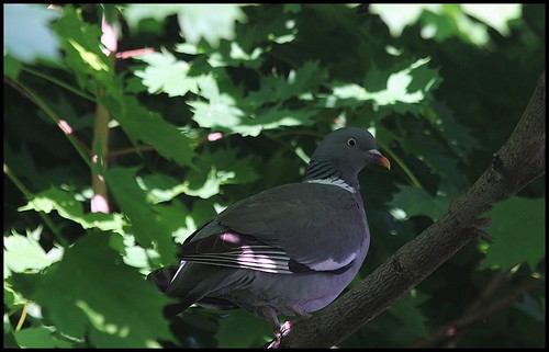 Pigeon ramier (3)