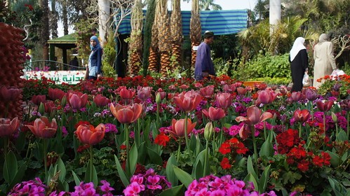 Tulips at Egypt's Flowers show