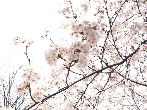 恵比寿タコ公園の桜 2016.3.29