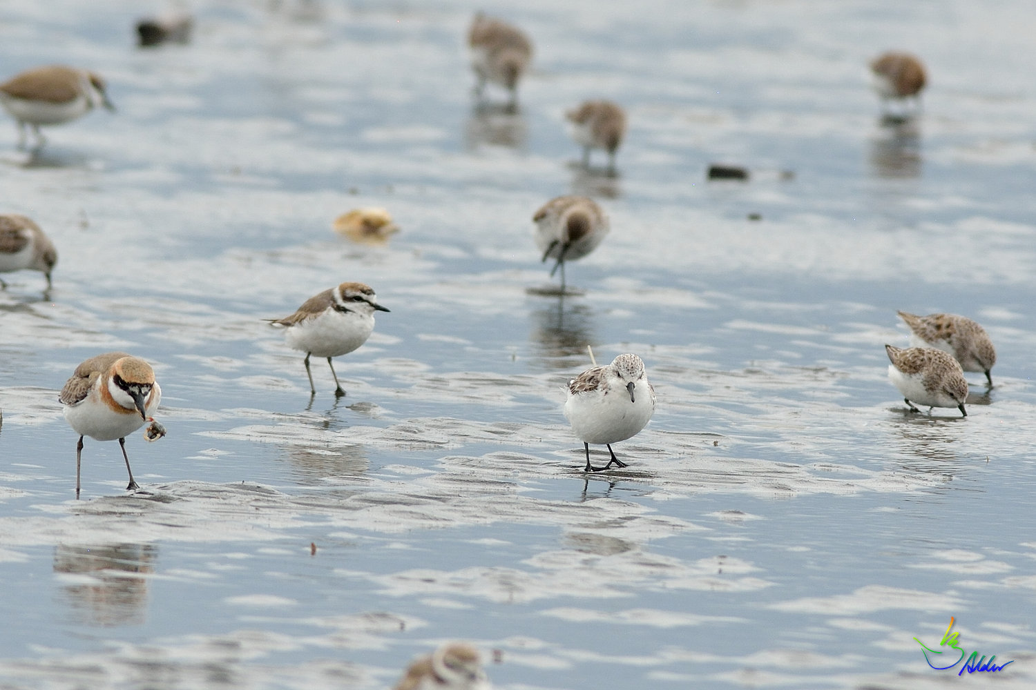 Greater_Sand_Plover_9587
