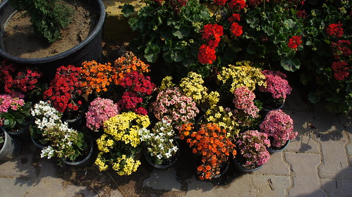 Colorful Flower pots