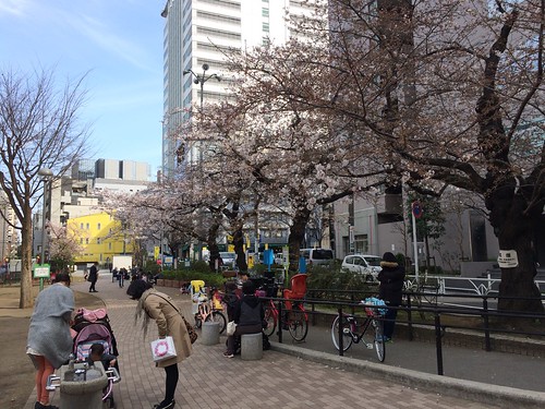 恵比寿タコ公園の桜 2016.3.29