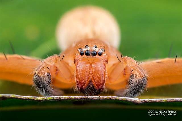 Huntsman spider (Olios sp.) - DSC_3279