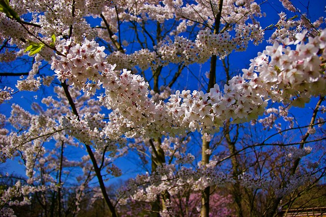 Spring bloom at Keukenhof gardens