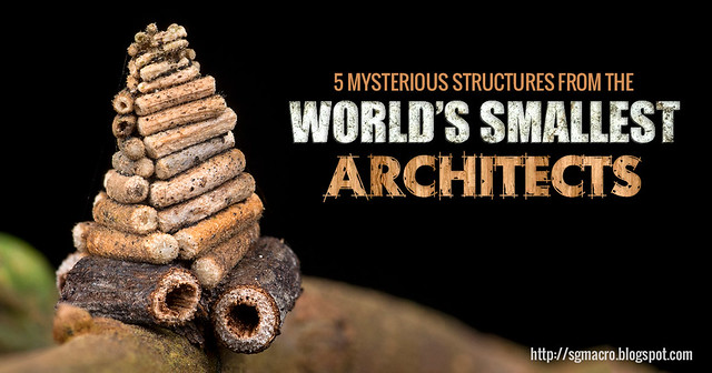 5 Mysterious Structures from the World's Smallest Architects