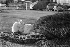 漁港の野良猫