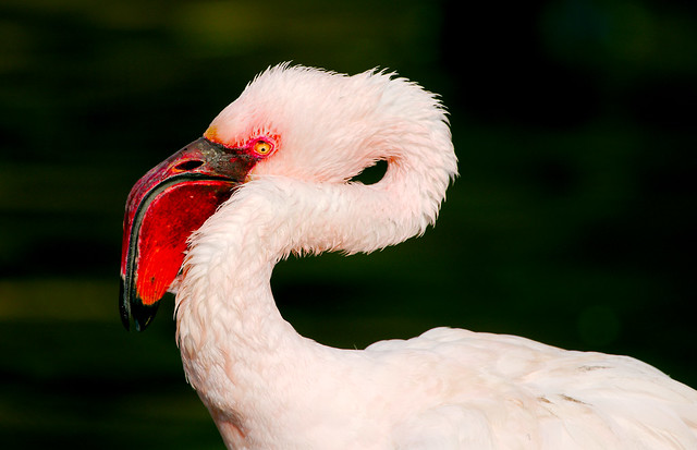 Lesser Flamingo (Phoeniconaias minor)_8