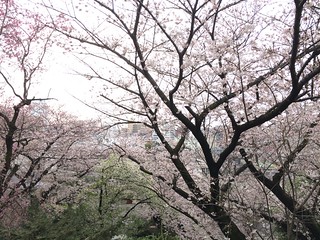西郷山公園の桜 2016.4.3