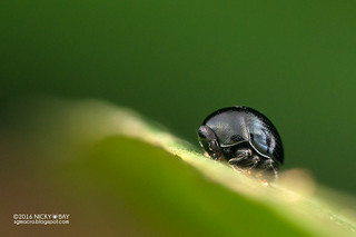 Leaf beetle (Chrysomelidae) - DSC_6100
