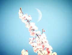 Sakura series