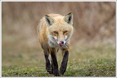 Priceless - Red Fox @ Bombay Hook Refuge, DE