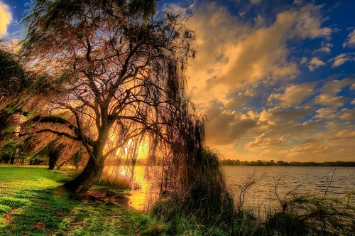 Weeping Willow | Flickr - Photo Sharing!