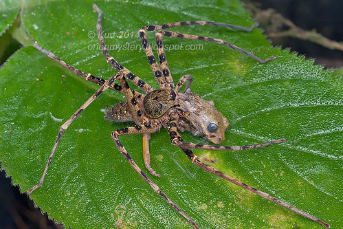 Heteropoda sp. huntsman with frog prey IMG_5285 copy