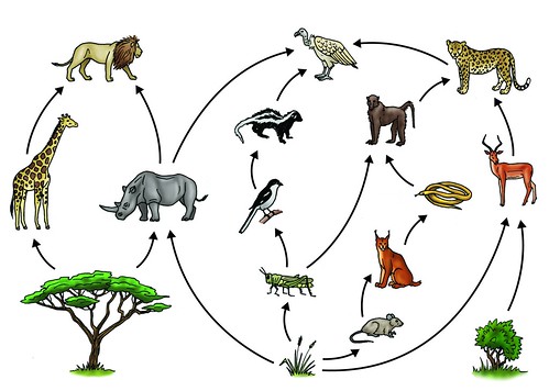 Savanna Food Web | Illustration Used In Gr 4-6 Natural Scien… | Flickr