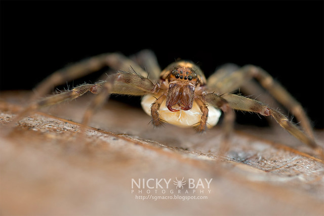 Huntsman Spider (Heteropoda sp.) - DSC_3655