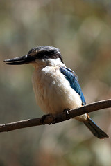 Red-Backed Kingfisher