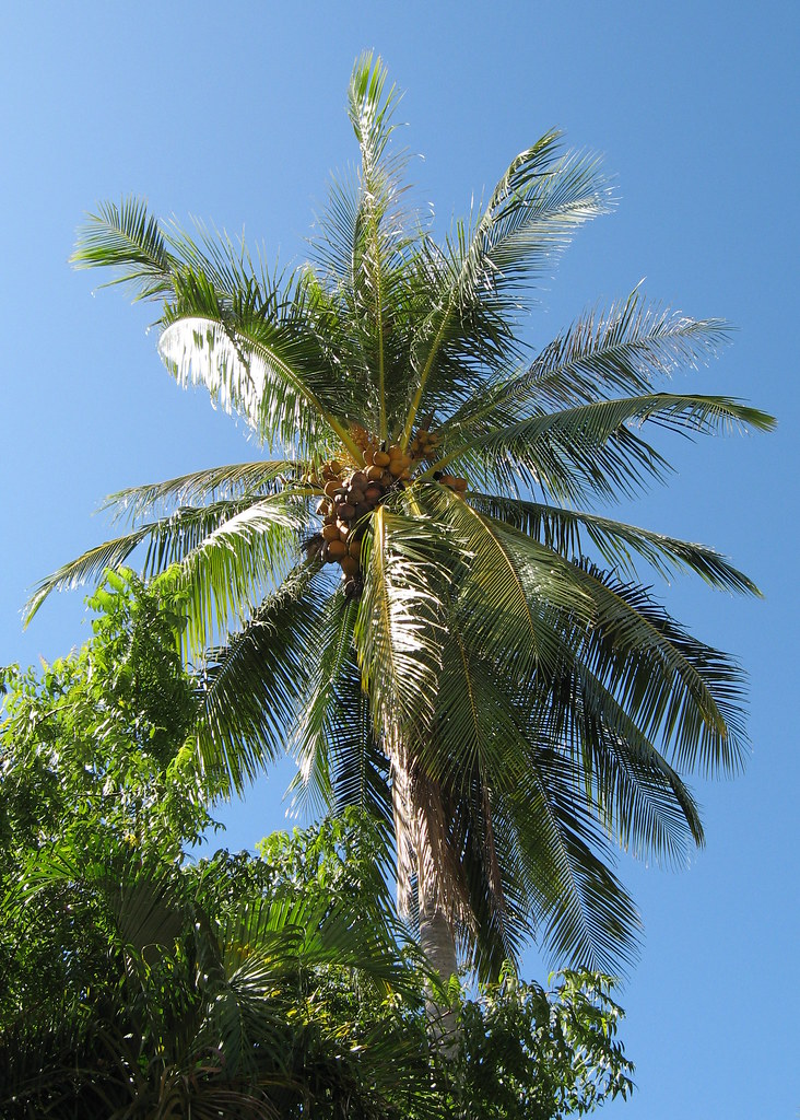 Coconut tree above our pool 2