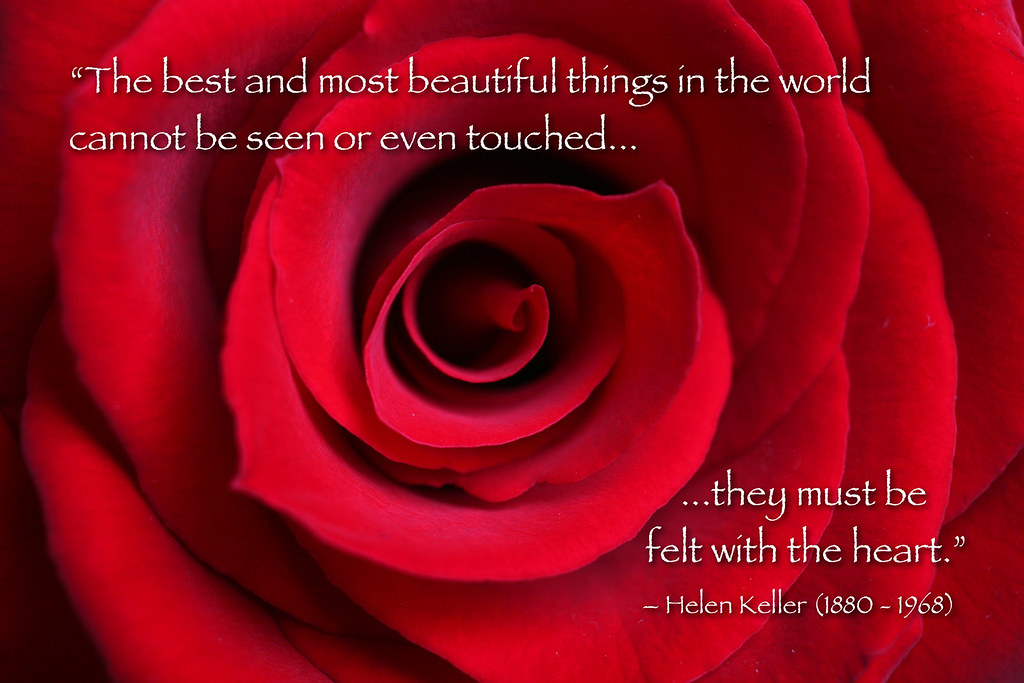 Red Rose macro with Helen Keller quote