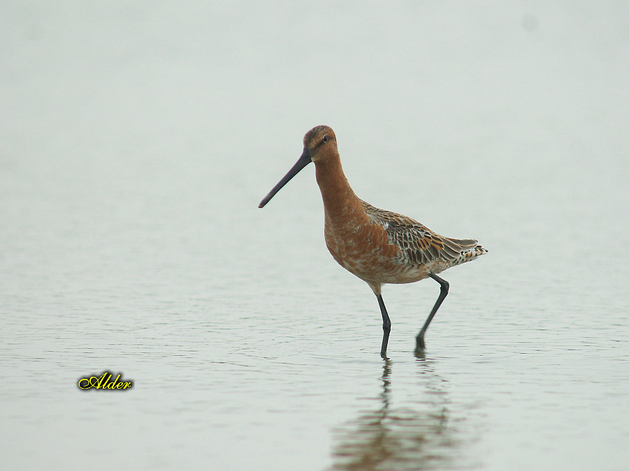 Asian_Dowitcher_6375