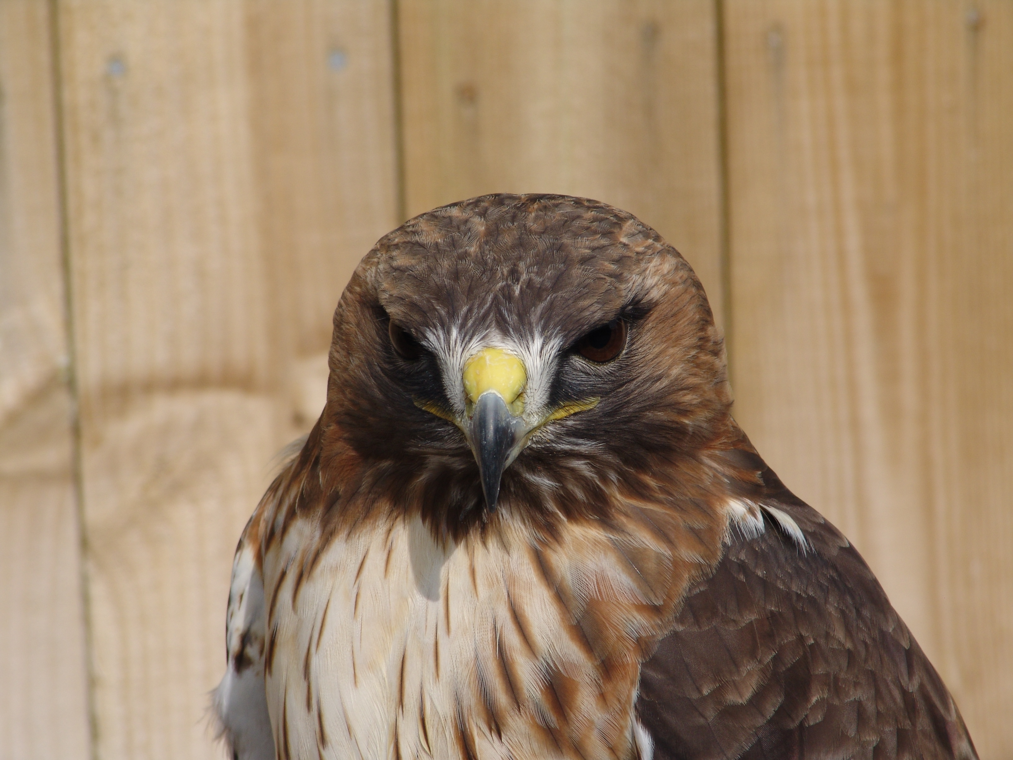 Red-Tailed Buzzard
