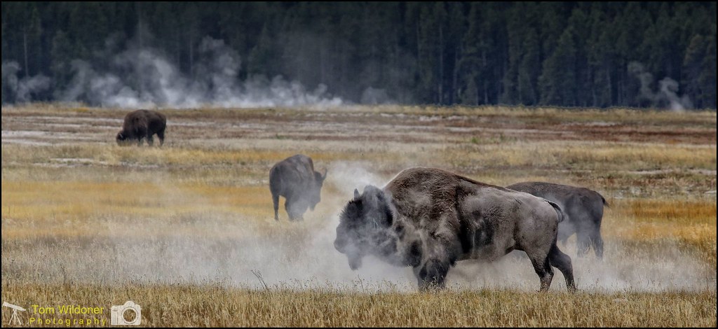 Bison Dirt Bath - Yellowstone National Park