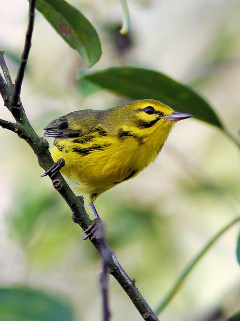 Prairie Warbler 3-20130917