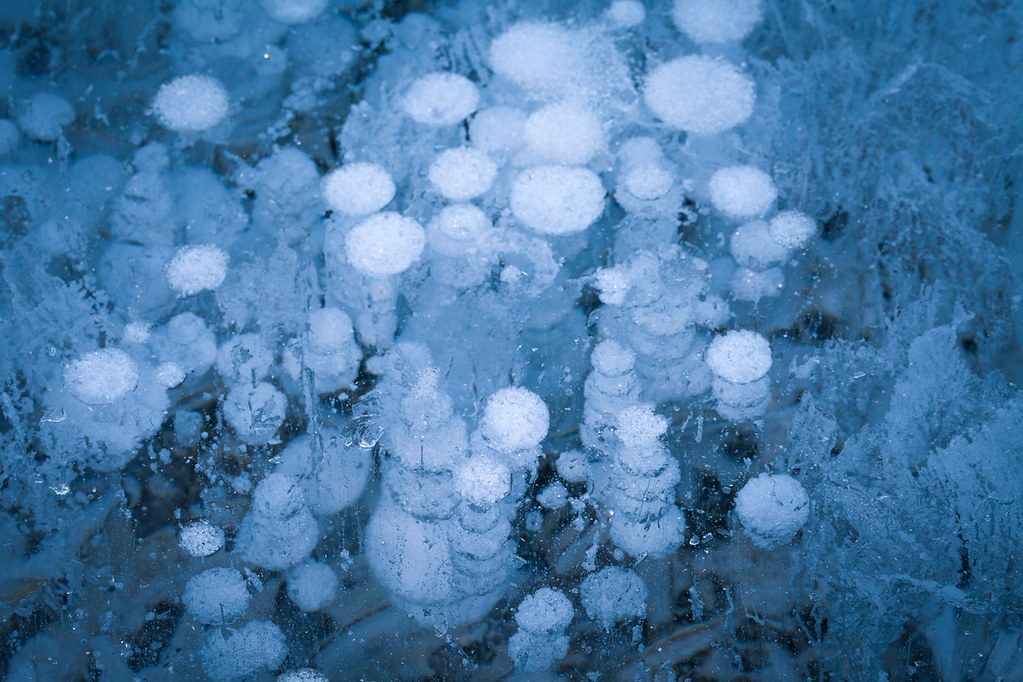 Frozen Bubbles Under The Surface Of Lake Abraham