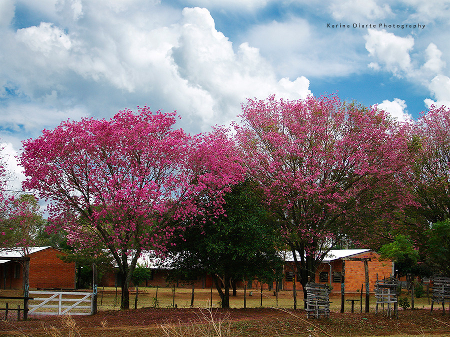 Lapacho Rosado /  Pink Trumpet Tree