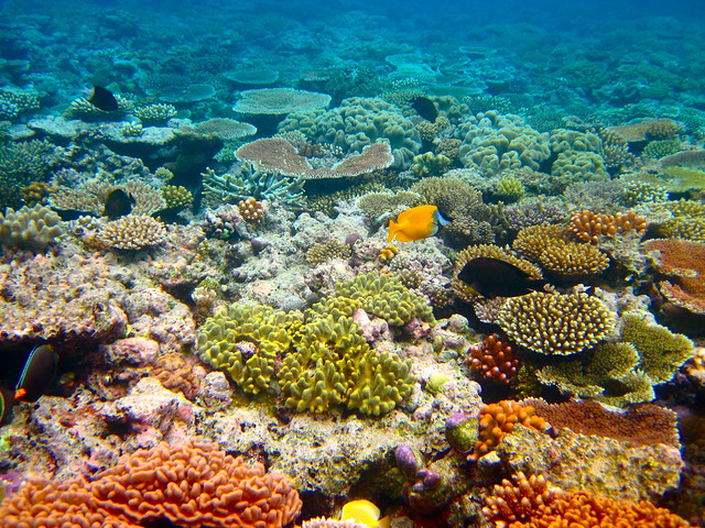 The Great Barrier Reef - 164