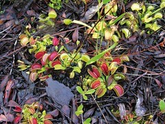 Sample Imagery from Carnivorous Plants and their Habitats (18)
